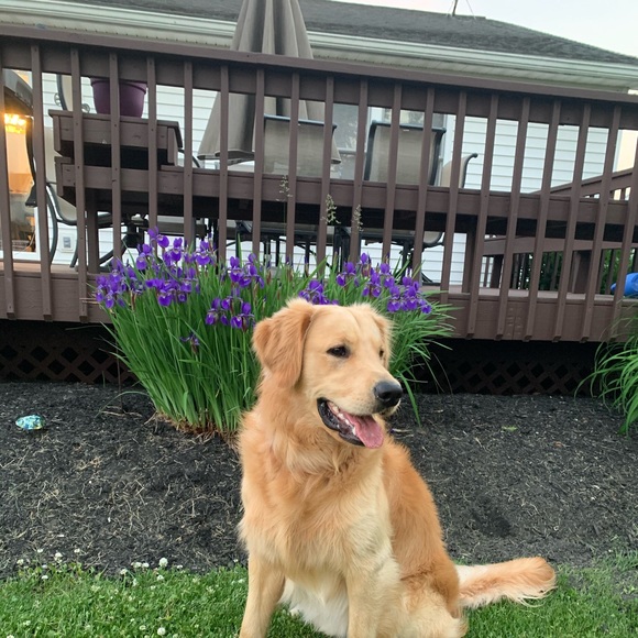 Profile Picture of Sophia Tirabassi (@stirabssi) on Poshmark