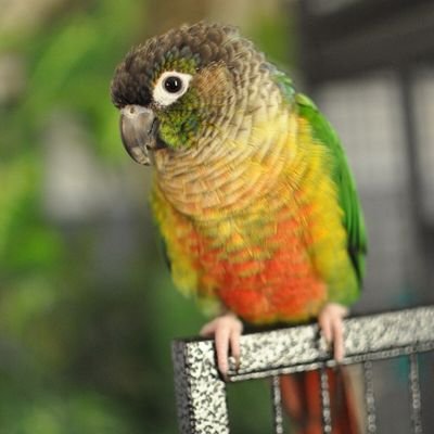 Profile Picture of Kali The Green Cheek (@JoshuaMihalko) on Twitter