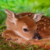 Profile Picture of Corey Arellano (@coreyarellano1121) on Youtube