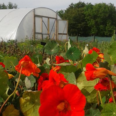 Profile Photo of Ediblegardennursery (@ediblenursery) on Twitter