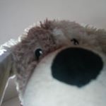 Profile Picture of Chippyboy (@chip.cuddles.kelly) on Instagram