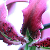 Profile Picture of Richard Lowndes (@richardlowndes9259) on Youtube