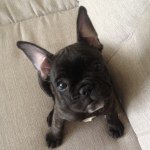 Profile Picture of Penny Pickles (@pennythefrenchton) on Instagram