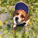 Profile Picture of Brian Asman (@asmabri) on Instagram