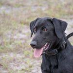 Profile Picture of Reid Jones (@coresoundretrievers) on Instagram