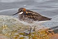 Profile Photo of Red-necked phalaropeon Wikipedia