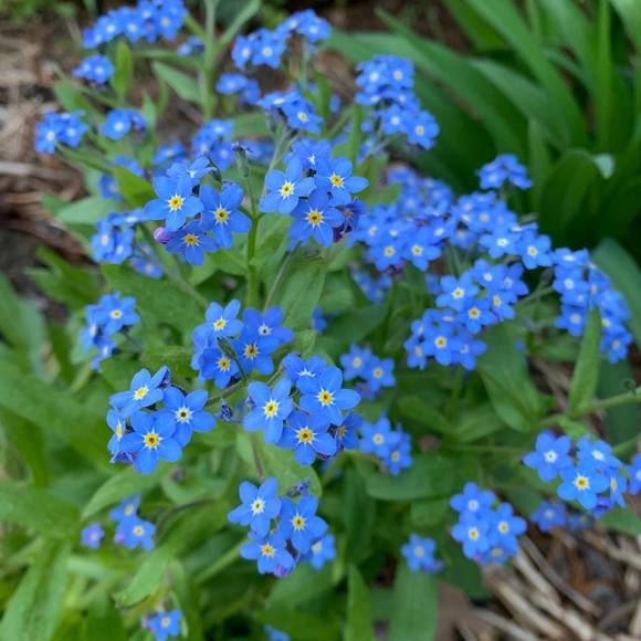 Profile Picture of Rosanna Tong (@fuzzzynvl) on Poshmark