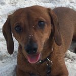Profile Picture of Andrew Peterman (@whirlyweiner) on Instagram