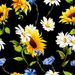 Profile Picture of LeeAnne🌻🐾 (@daisies_n_devons) on Pinterest
