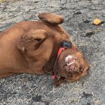 Profile Picture of Codi Cline (@codibubba) on Instagram