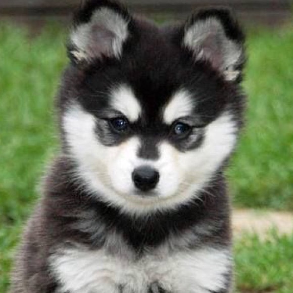 Profile Picture of Candice Viggiano (@candiceviggiano) on Poshmark