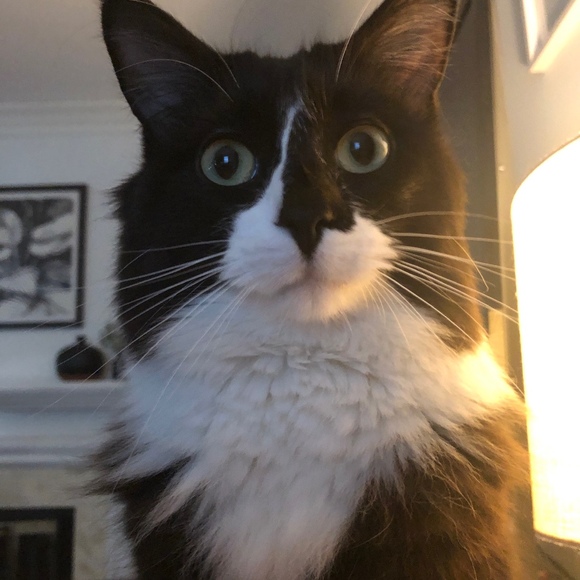 Profile Picture of Mark Bazer (@hughmorales72) on Poshmark