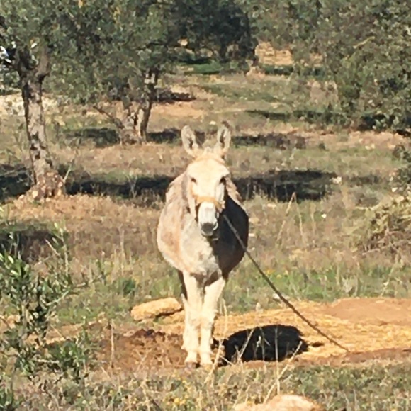 Profile Picture of Heidi Straessle (@straessleheidi) on Poshmark