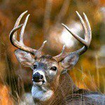 Profile Picture of Kelly Decker (@peace_love_backwoods) on Instagram