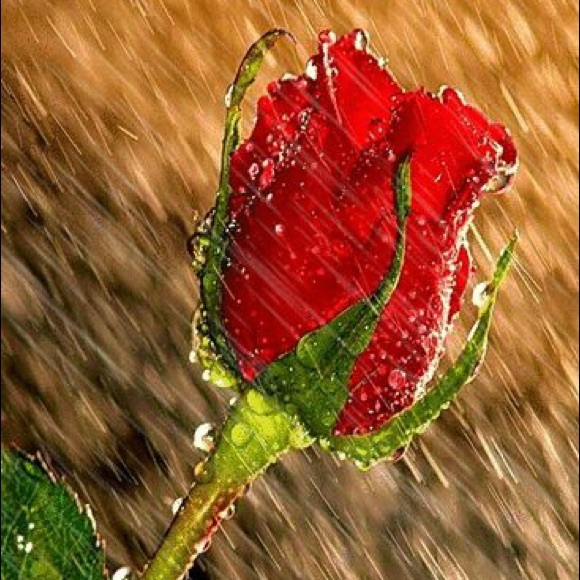 Profile Picture of Rima Alnimri (@rimaalnimri) on Poshmark