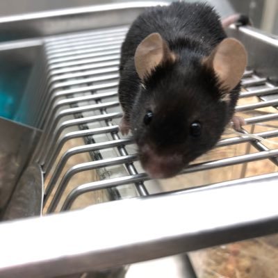 Profile Picture of Richard (@yeats1122) on Twitter