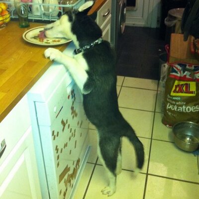 Profile Picture of Vicky Atkinson (@zoopluskids) on Twitter