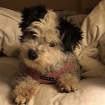 Profile Picture of Candace Anne Sasse (@littleangelsrescue_bg) on Instagram