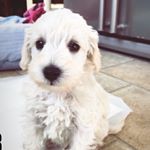 Profile Picture of Albert Neale (@albert_the_miniture_schnoodle) on Instagram