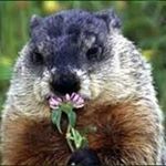 Profile Picture of Sue Benoit (@sue_benoit) on Instagram