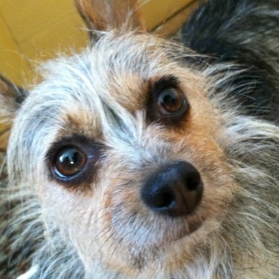 Profile Picture of Sue Tschida (@sue_tschida) on Twitter