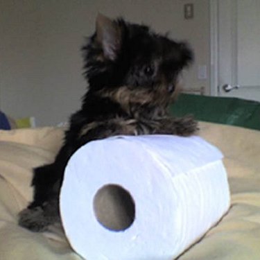 Profile Picture of Tyler Rourke (@neversayUsher) on Twitter