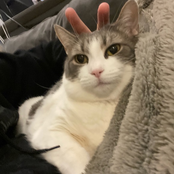 Profile Picture of Kim Yang (@aptxkim) on Poshmark