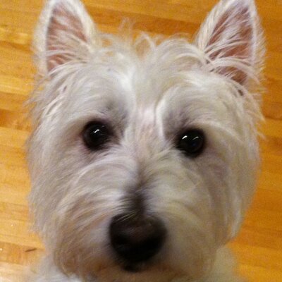 Profile Picture of Kelly Cullinan (@CuteDaisyWestie) on Twitter