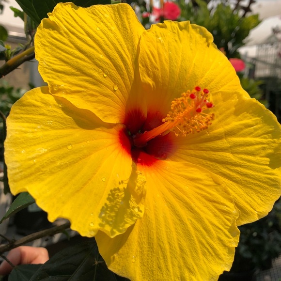 Profile Picture of Sofia Ermakova (@serma273) on Poshmark