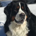 Profile Picture of Jean-Luc, Le Bouvier Bernois 🇫🇷🐾 (@janluck_the_berner) on Instagram