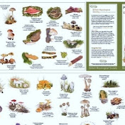 Profile Picture of Blake Mcalister (@blakemcalister7463) on Youtube