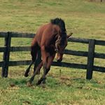 Profile Picture of Robin Poole (@providenceeq) on Instagram