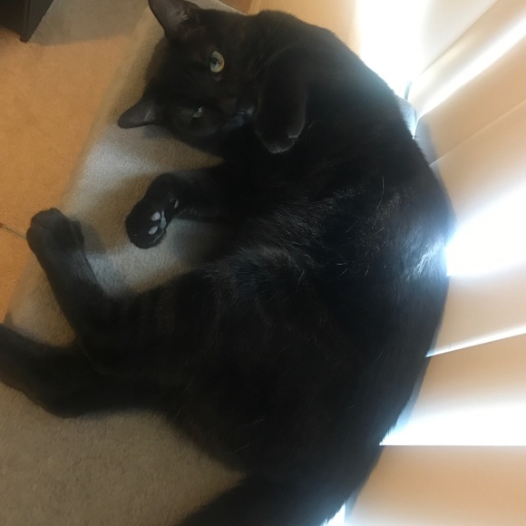 Profile Picture of Yuanyuan Tao (@taoy1) on Poshmark