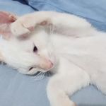 Sophia Maciel dos santos - Instagram Profile Picture of Sophia Maciel dos santos (@sophiamacieldos) on Instagram