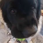 Profile Picture of Nicholas Borowski (@Nicholas-Borowski) on Facebook