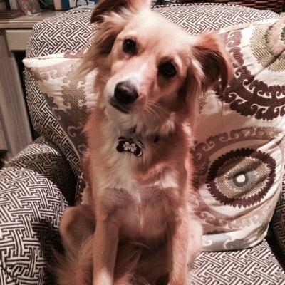 Profile Picture of Robin Browning (@Ridgedawg) on Twitter