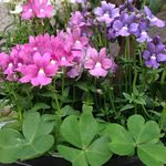 Floral Fantasy 🌸 - Instagram Profile Picture of Floral Fantasy 🌸 (@floralfantasy_) on Instagram