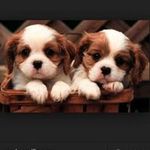 Profile Picture of Tonja Dohrman (@tonjadohrman) on Instagram