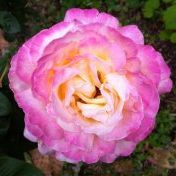 Profile Picture of Dawn Carlisle (@dawncarlisle) on Pinterest