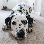 Profile Picture of Dalmatian (@vernon.v.watson) on Instagram