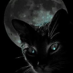 Profile Picture of Patricia Harlow (@karmasighs) on Twitter