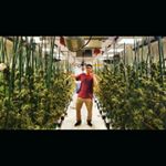 Profile Picture of Josh Peterson (@peetys.weedys) on Instagram