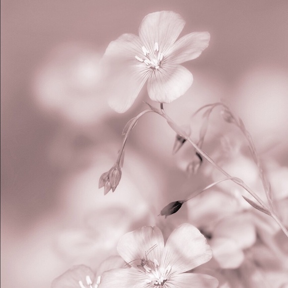 Profile Picture of Inna Skripkovskiy (@skripka) on Poshmark