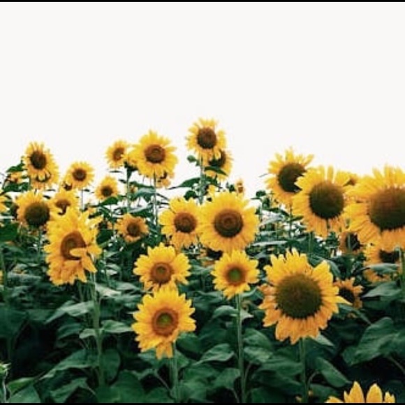 Profile Picture of Maggie Tyrer (@maggielynn907) on Poshmark