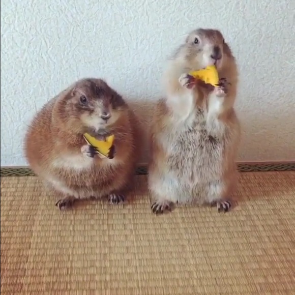 Profile Picture of Michael Schwantner (@mike1823) on Poshmark