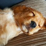 Profile Picture of Cocker Spaniel Corner (@cockerspanielcorner2) on Instagram