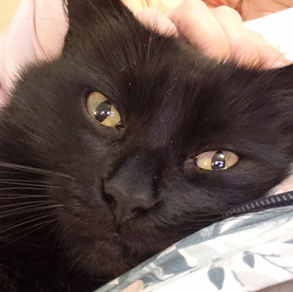 Profile Picture of Erica Laine (@iamericalaine) on Poshmark