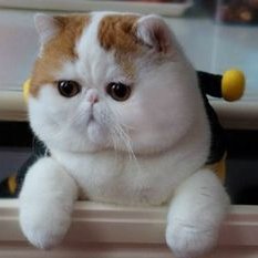 Profile Picture of Isaac Russo (@FineWineRusso) on Twitter