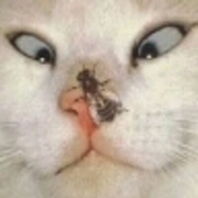 Profile Picture of Ann Tuskey (@maddawg56) on Twitter