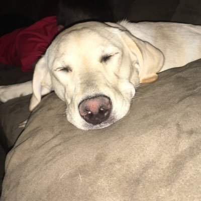 Profile Picture of Jenny Crowell (@crowell_jenny) on Twitter